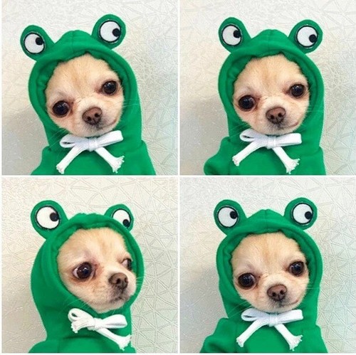 Cute dog puppies costumes pet - cute,