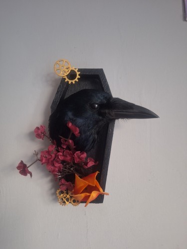Taxidermy juvenile rook - rook, head