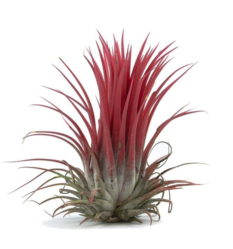 Tillandsia airplant ionantha - tillandsia,