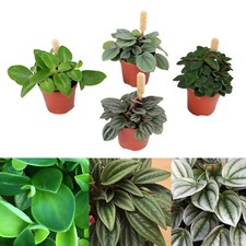 Peperomia 3 Plant Mix - 3 Indoor Plants in 6cm Pots - Ideal for Terrariums
