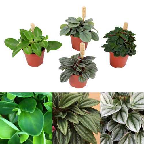 Peperomia plant mix 3 - peperomia,