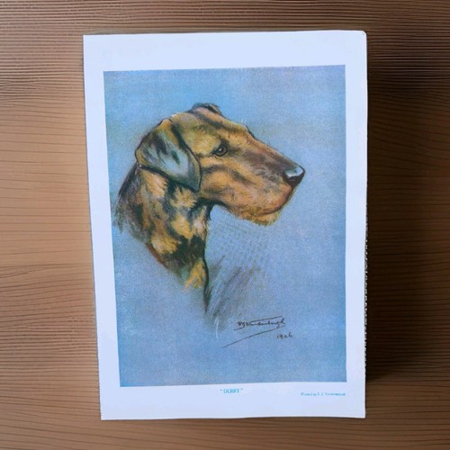 Vintage dog 1927 airedale - dog,