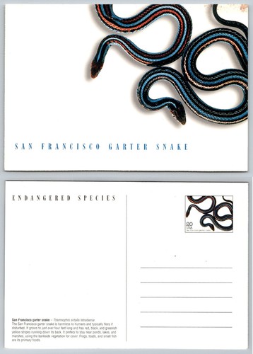 San francisco garter snake - san,