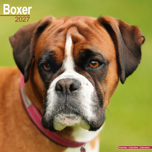 Boxer 2027 calendar - (euro), |