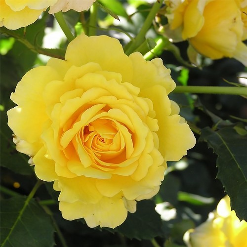 English bush rose - bush,