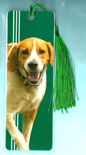 English pointer hunting hound - pointer,