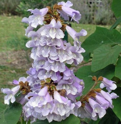 Paulownia fortunei dragon - fortunei,,