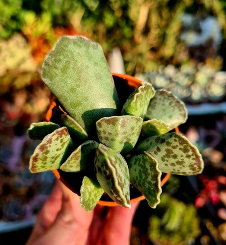 Adromischus cooperi the - |,