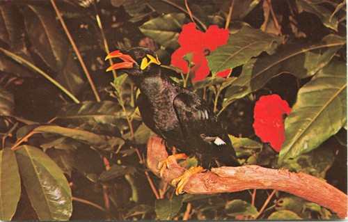 Jungle jim talking mynah - mynah, bird