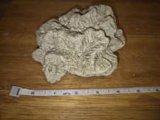 Aquarium brain coral - ,