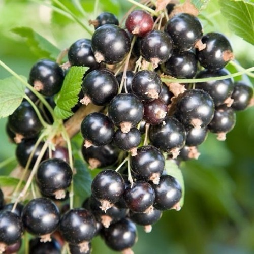 Blackcurrant ben connan fruit - blackcurrant,