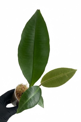 Labisia indonesia - labisia, sp.