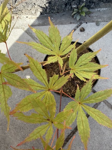 Acer palmatum grandma ghost - acer,