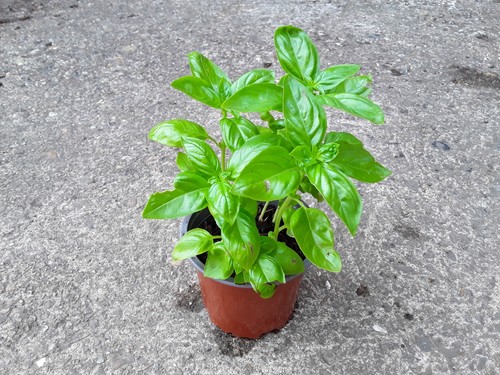 Basil bavires - basil, –