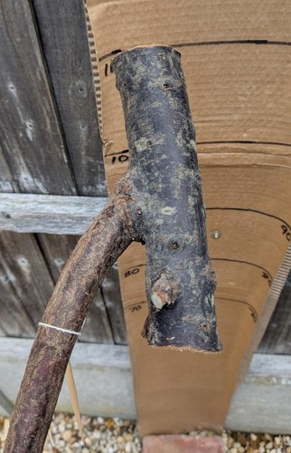 Blackthorn walking stick shank - blackthorn,