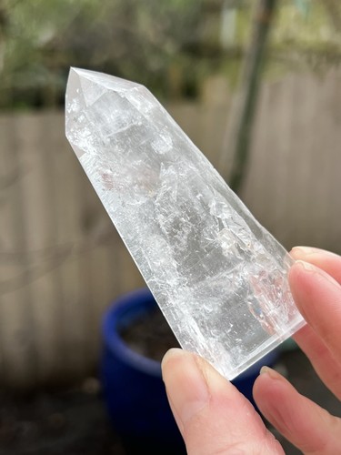 Large lemurian seed very - very, clear