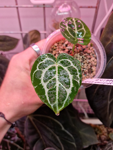 Anthurium labrinth heinz - x,