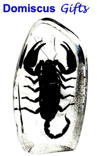 New real insect - 3, 1/4