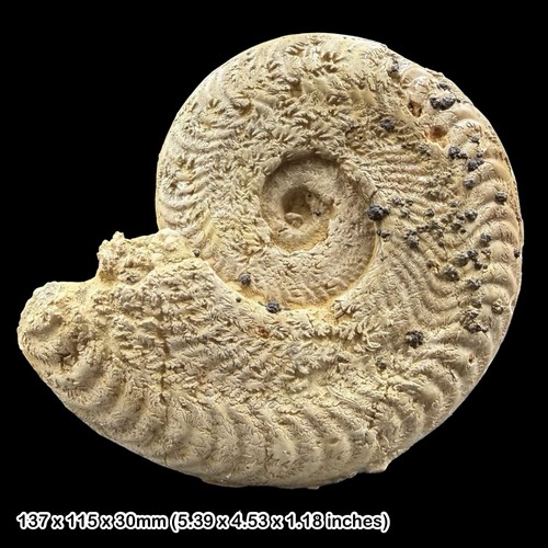Harpoceras ammonite fossil - harpoceras,