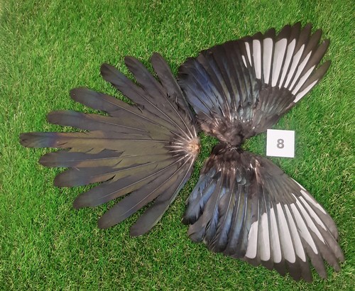 Genuine british magpie - genuine,