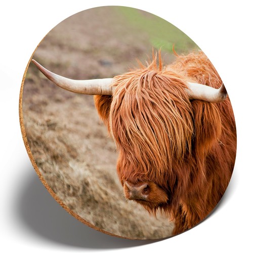Angus scottish cattle - x,