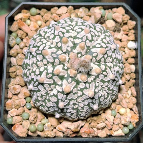 5cm astrophytum asterias - 5cm,