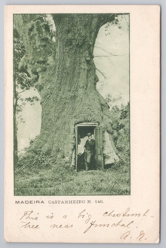 Postcard antique edwardian - antique,