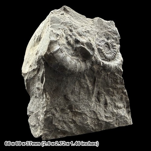 Echioceras raricostatum fossil - echioceras,
