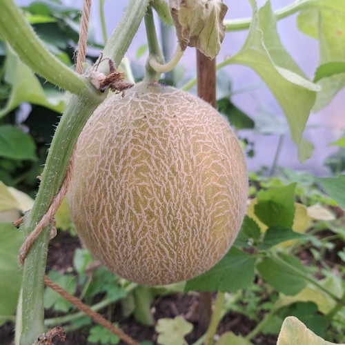 Minnesota midget cantaloupe - 20,