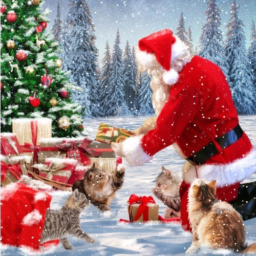 Our very own cat charity - our,