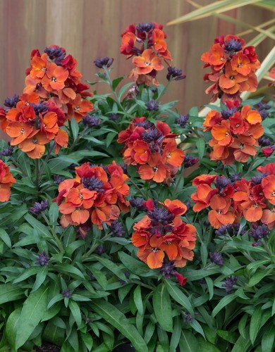 Erysimum vibe orange - erysimum, large