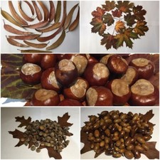 Conkers, Horse Chestnut, Oak acorn - craft. Eucalyptus Maple leaves