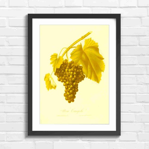 Vintage botanical grapes - botanical,