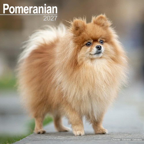 Pomeranian 2027 calendar dog - |,