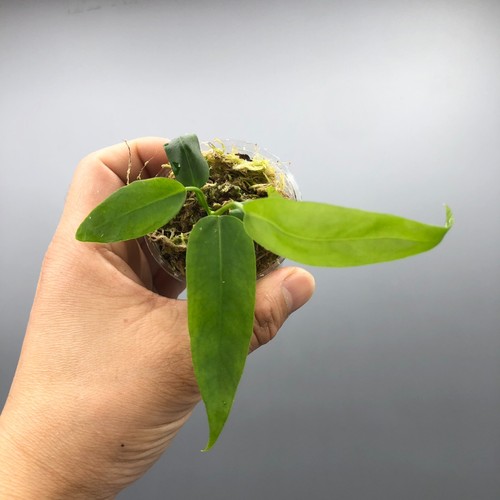 Anthurium pallidiflorum narrow - pallidiflorum,