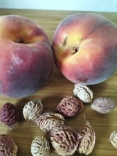 5 PEACH FRUIT TREE SEEDS