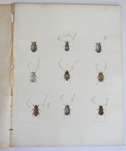 Beetle insects 1854 hand color - insects, hand-color
