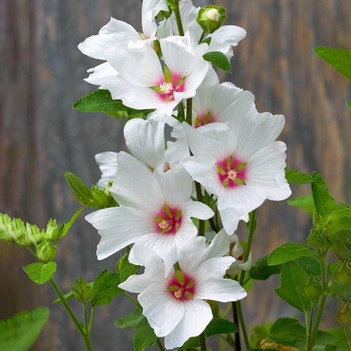 Lavatera silver barnsley - barnsley, tree