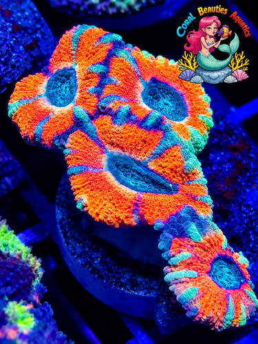 Coral beauties aquatics red - beauties,