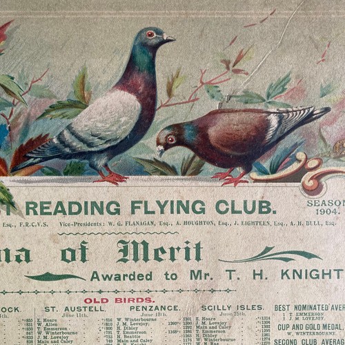 Antique pigeon racing - antique,