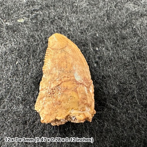 Genuine raptor dinosaur tooth - raptor,