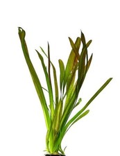 X10 Vallisneria Gigantea GIANT VALLIS Live Aquarium Plant Tropical Fish Water