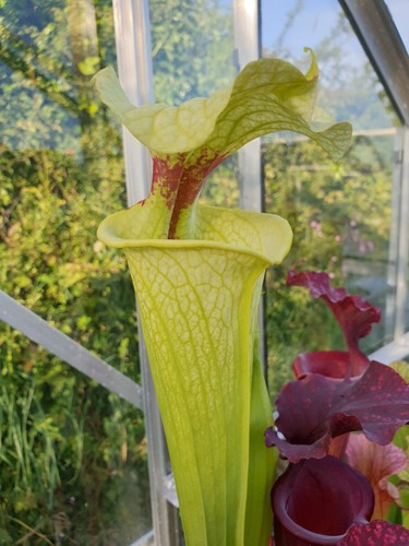 Sarracenia glynis wheeler x - sarracenia, (glynis