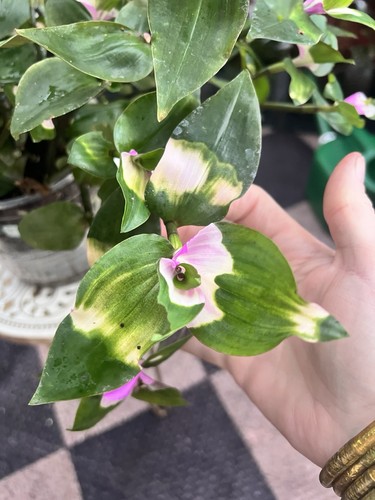 Variegated tradescantia - variegated,
