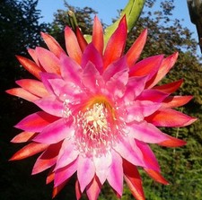 EPIPHYLLUM  Epicactus-Hybriden