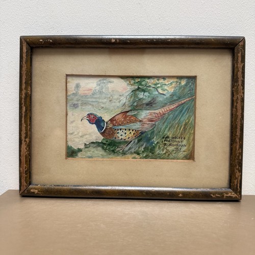 Ring necked pheasant sharman - ring,