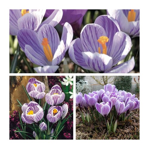 Crocus pickwick 100 flower - 100,