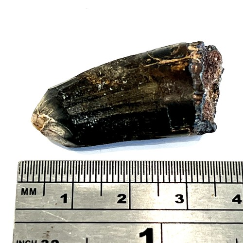 Genuine dinosaur tooth - genuine,