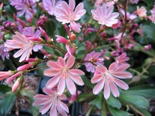 Lewisia Cotyledon Hybrids ~ 50+ Seeds Collected June '25