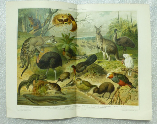 C1900 antique australia - antique,